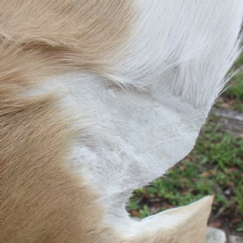 42L x 26W African impala skin, hide - You are buying this one for $70.00