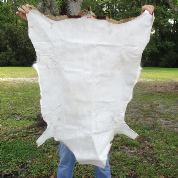 42L x 26W African impala skin, hide - You are buying this one for $70.00