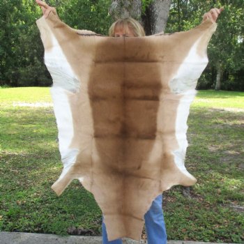 46L x 30W African impala skin, hide - You are buying this one for $70.00