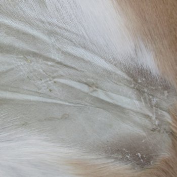 46L x 30W African impala skin, hide - You are buying this one for $70.00