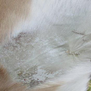 46L x 30W African impala skin, hide - You are buying this one for $70.00