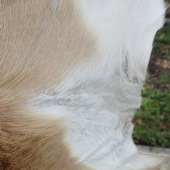 46L x 30W African impala skin, hide - You are buying this one for $70.00