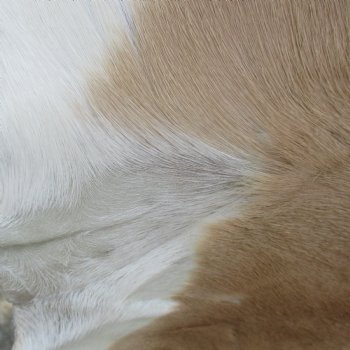 46L x 30W African impala skin, hide - You are buying this one for $70.00