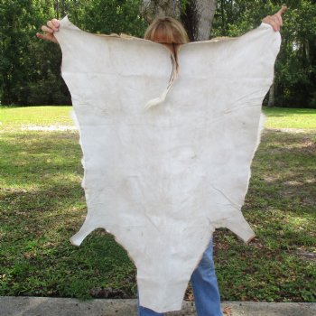 46L x 30W African impala skin, hide - You are buying this one for $70.00