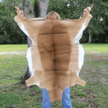 40L x 26W African impala skin, hide - You are buying this one for $70.00