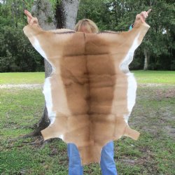 40L x 26W African impala skin, hide - You are buying this one for $70.00