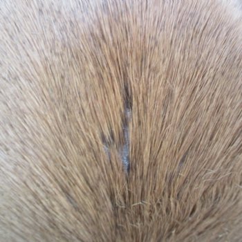 40L x 26W African impala skin, hide - You are buying this one for $70.00