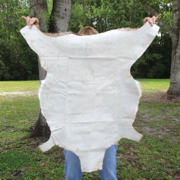 40L x 26W African impala skin, hide - You are buying this one for $70.00