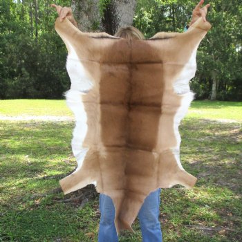 41L x 25W African impala skin, hide - You are buying this one for $70.00