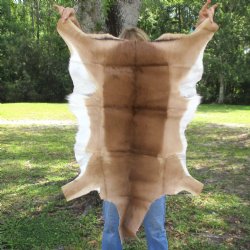 41L x 25W African impala skin, hide - You are buying this one for $70.00