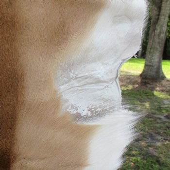 41L x 25W African impala skin, hide - You are buying this one for $70.00