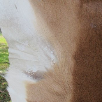 41L x 25W African impala skin, hide - You are buying this one for $70.00