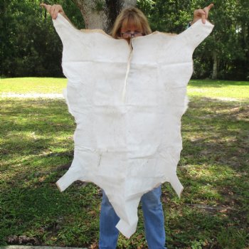 41L x 25W African impala skin, hide - You are buying this one for $70.00