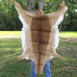 46L x 28W African impala skin, hide - You are buying this one for $70.00