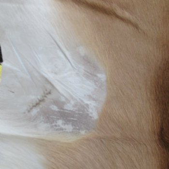 46L x 28W African impala skin, hide - You are buying this one for $70.00