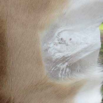 46L x 28W African impala skin, hide - You are buying this one for $70.00