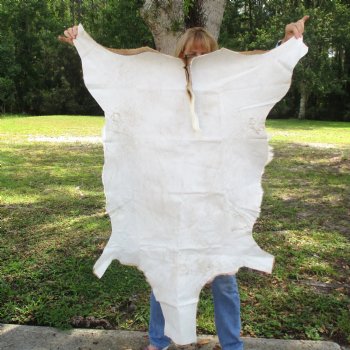 46L x 28W African impala skin, hide - You are buying this one for $70.00