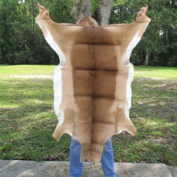 46L x 29W African impala skin, hide - You are buying this one for $70.00