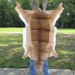 46L x 29W African impala skin, hide - You are buying this one for $70.00