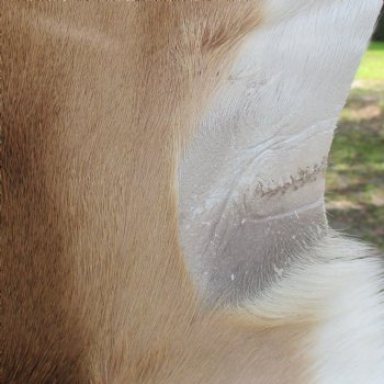 46L x 29W African impala skin, hide - You are buying this one for $70.00