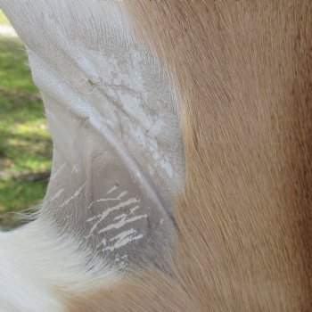 46L x 29W African impala skin, hide - You are buying this one for $70.00