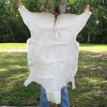 46L x 29W African impala skin, hide - You are buying this one for $70.00