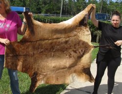 Red Hartebeest Skin Rug, Hide, 56" long and 44" wide for $120