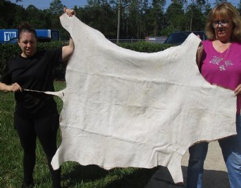 Red Hartebeest Skin Rug, Hide, 56" long and 44" wide for $120