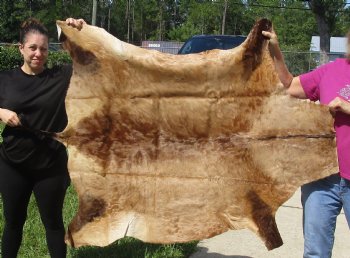 For Sale Red Hartebeest Skin Rug, Hide, 54" long and 43" wide for $120