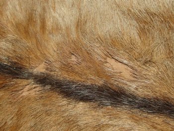 For Sale Red Hartebeest Skin Rug, Hide, 54" long and 43" wide for $120