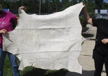 For Sale Red Hartebeest Skin Rug, Hide, 54" long and 43" wide for $120