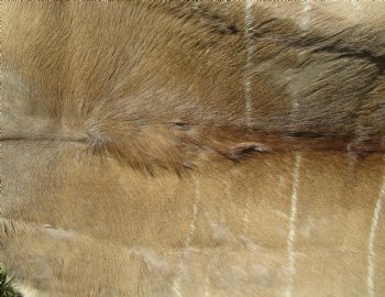 B-Grade African kudu skin rug (Tragelaphus strepsiceros) for sale measuring 68" x 46" - $105