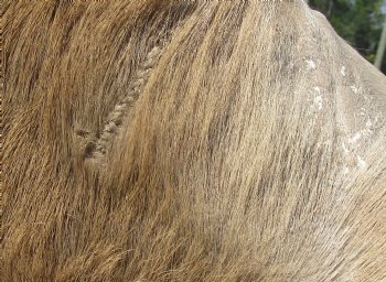 B-Grade African kudu skin rug (Tragelaphus strepsiceros) for sale measuring 68" x 46" - $105