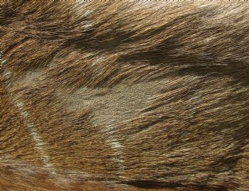 B-Grade African kudu skin rug (Tragelaphus strepsiceros) for sale measuring 68" x 46" - $105