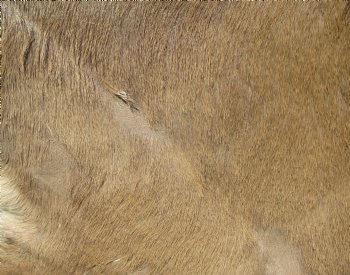 B-Grade African kudu skin rug (Tragelaphus strepsiceros) for sale measuring 68" x 46" - $105