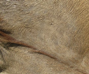 B-Grade African kudu skin rug (Tragelaphus strepsiceros) for sale measuring 68" x 46" - $105