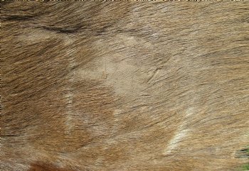 B-Grade African kudu skin rug (Tragelaphus strepsiceros) for sale measuring 68" x 46" - $105