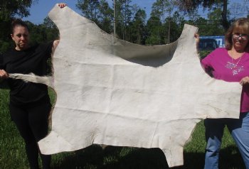 B-Grade African kudu skin rug (Tragelaphus strepsiceros) for sale measuring 68" x 46" - $105