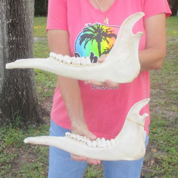 2 pieces of Giraffe Jaw Bone - $95