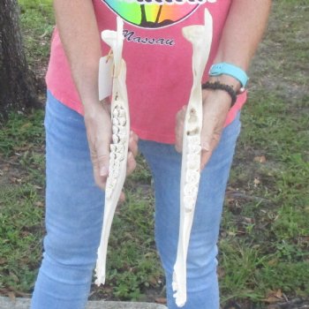 2 pieces of Giraffe Jaw Bone - $95