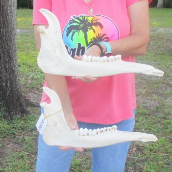 2 pieces of Giraffe Jaw Bone - $95