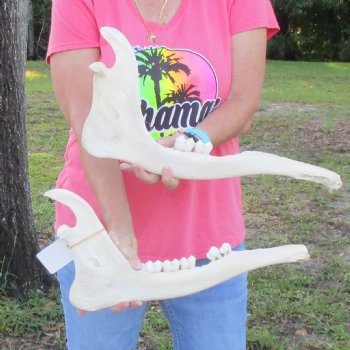 2 pieces of Giraffe Jaw Bone - $95