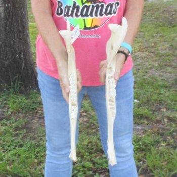2 pieces of Giraffe Jaw Bone - $95