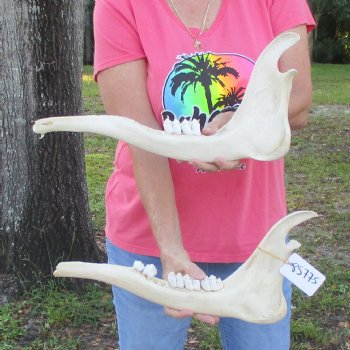 2 pieces of Giraffe Jaw Bone - $95