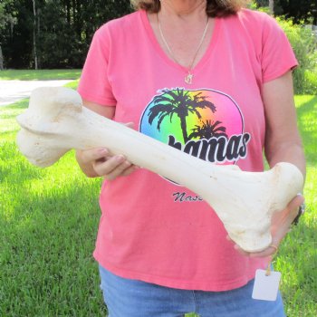 20" Giraffe Femur Leg Bone - $60