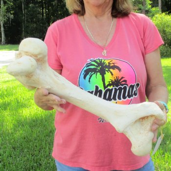 20" Giraffe Femur Leg Bone - $60