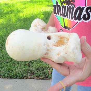 20" Giraffe Femur Leg Bone - $60