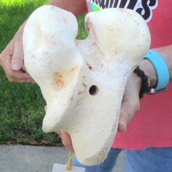 20" Giraffe Femur Leg Bone - $60