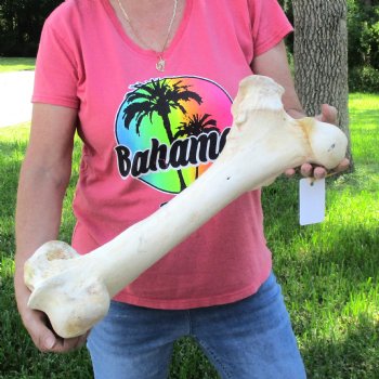 21-1/2" Giraffe Femur Leg Bone - $60