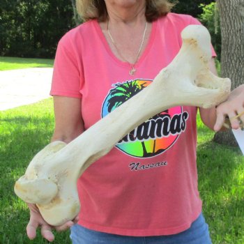 21-1/2" Giraffe Femur Leg Bone - $60